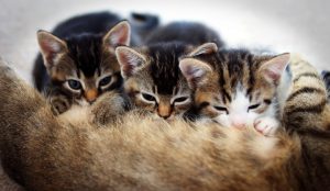 gatitos mamando