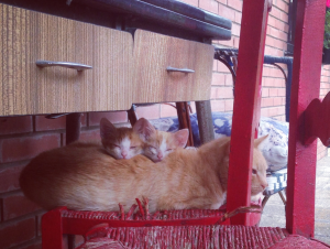 gatitos con su madre