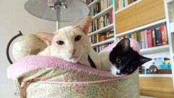 ¿Gato o gatito? como elegir a mi gato