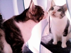 Presentaciones entre gatos