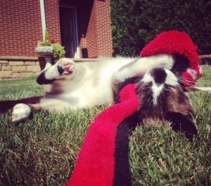 el juego en la vida del gato