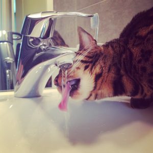 gatos y agua