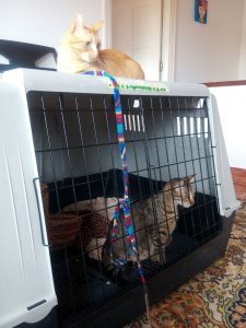 presentaciones entre gatos