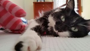 que necesita mi gato