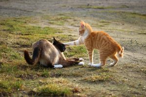 pelea de gatos