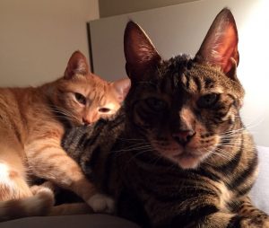 presentaciones entre gatos