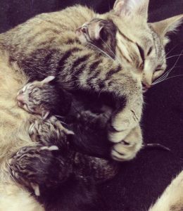 mama gata y sus gatitos