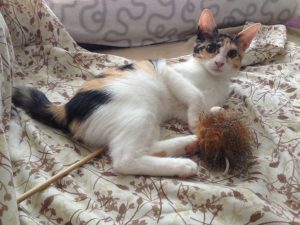 juego de gatos
