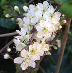 Esencias florales