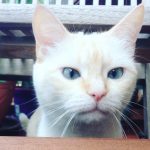 Problemas de comportamiento gatos