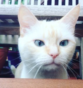 Problemas de comportamiento gatos