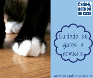 cuidado de gatos a domicilio
