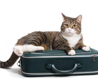 Cuidado de gatos a domicilio