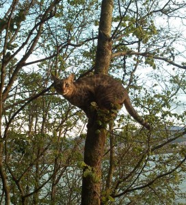 gatos y arboles