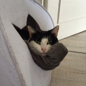 gato descansando