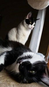 Galo y Misty