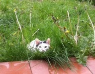 gato caza