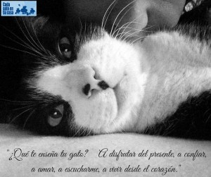 enseñanzas del gato