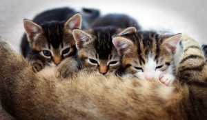 GatitosMamando