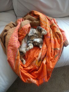 gato mimoso, sociable