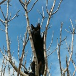 gato libre disfruta arbol