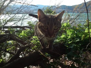 Gato libertad arbol