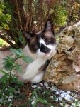 Gato descansando