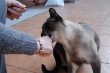 mi gato me muerde