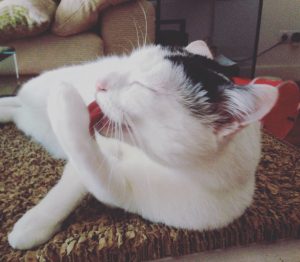 Gato acicalandose