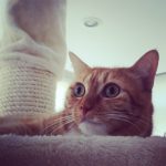 ¿por qué mi gato hace pis fuera del arenero