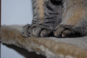 patas de gatos
