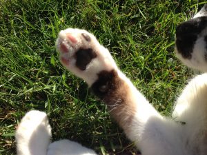 fotos de gatos