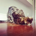 los gatos y la valeriana
