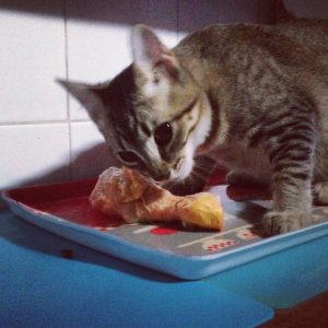 Dieta cruda gatos