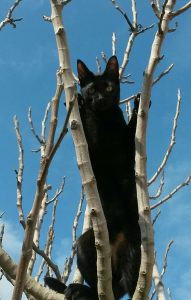 gato cazador arborícola