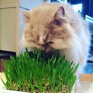 Plantas para gatos