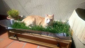 hierba gatera para gatos