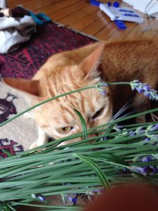plantas para mi gato 
