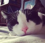 Gato feliz