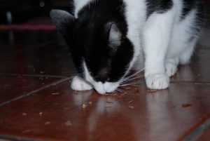 gatos y valeriana