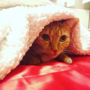 la llegada de un gato a casa