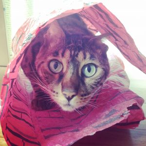 gato sorprendido