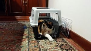 gatos y transportin