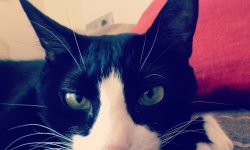 Gatos libres e independientes