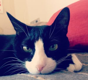 Gatos libres e independientes