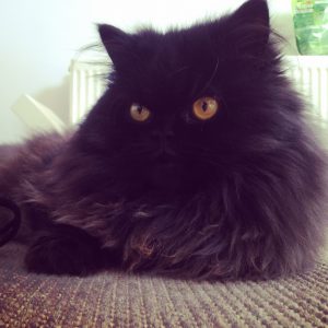 gata persa