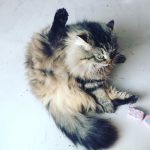 gato flexible