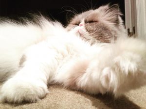 peinar a un gato