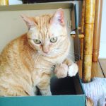 pelota pelo de gato 