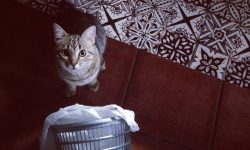 gato que roba comida